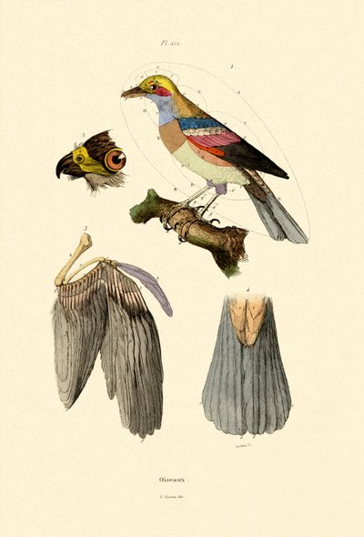 Birds by French School